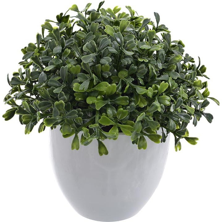 DRZEWKO BUKSZPAN KULA DROBNE LISTKI WYS. 18 CM