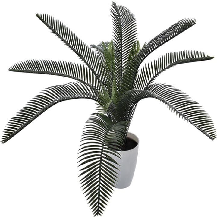 PALMA W DONICZCE CYKAS ROŚLINA W DONICZCE