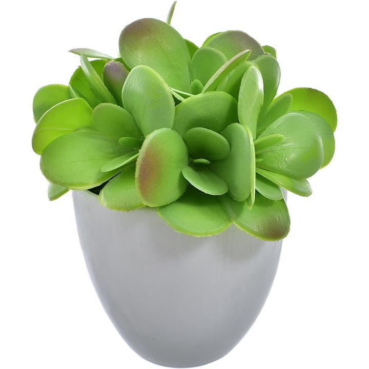 SUKULENT W DONICZCE (SERDUSZKA)