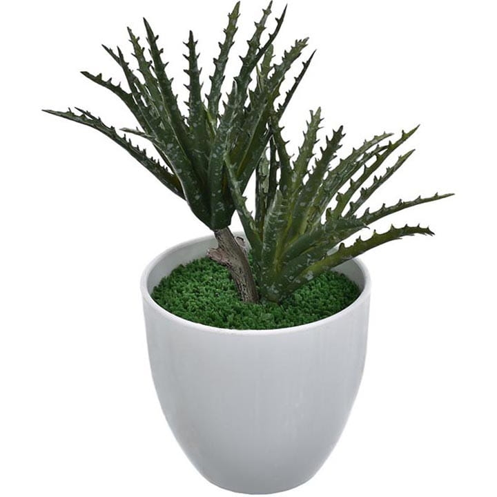 SUKULENT W DONICZCE ALOES 20 CM