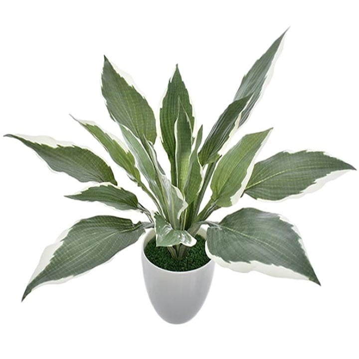 HOSTA FUNKIA W DONICZCE 25 cm