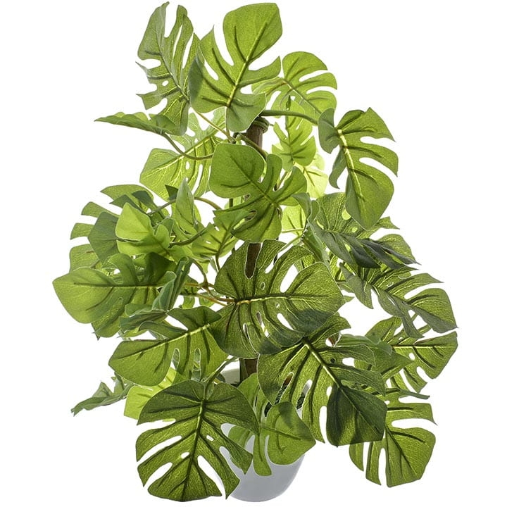 MONSTERA W DONICZCE MAŁA 1/2 PĘDU