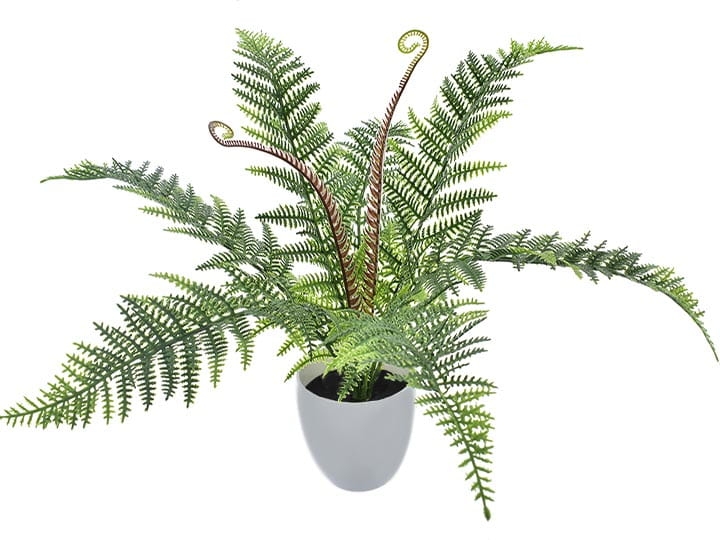 PAPROĆ KWITNĄCA KOMPOZYCJA W DONICZCE