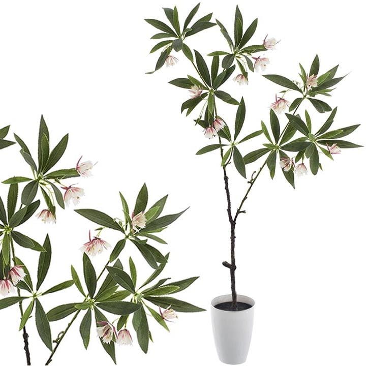 KOMPOZYCJA ELAEOCARPUS JAPOŃSKI  W DONICY 95CM