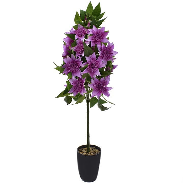 KLEMATIS W DONICY KOMPOZYCJA KWIATOWA 90 CM