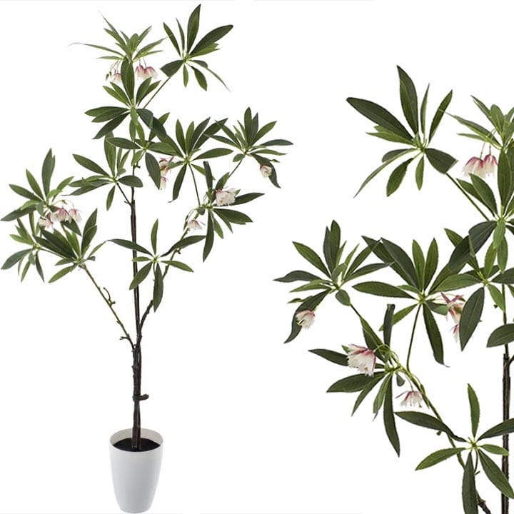 KOMPOZYCJA ELAEOCARPUS JAPOŃSKI W DONICY 110CM