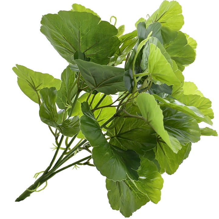 BUKIET BEGONIA ZIELONA GAŁĄZKA X5
