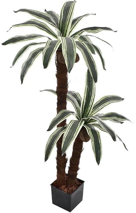 PALMA W DONICZCE PODWÓJNY PIEŃ 140 CM