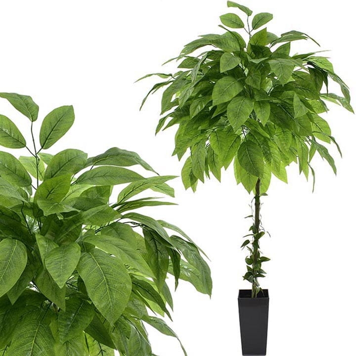 DRZEWKO Z LIŚCI MANGO  150 CM