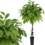 DRZEWKO Z LIŚCI MANGO  150 CM