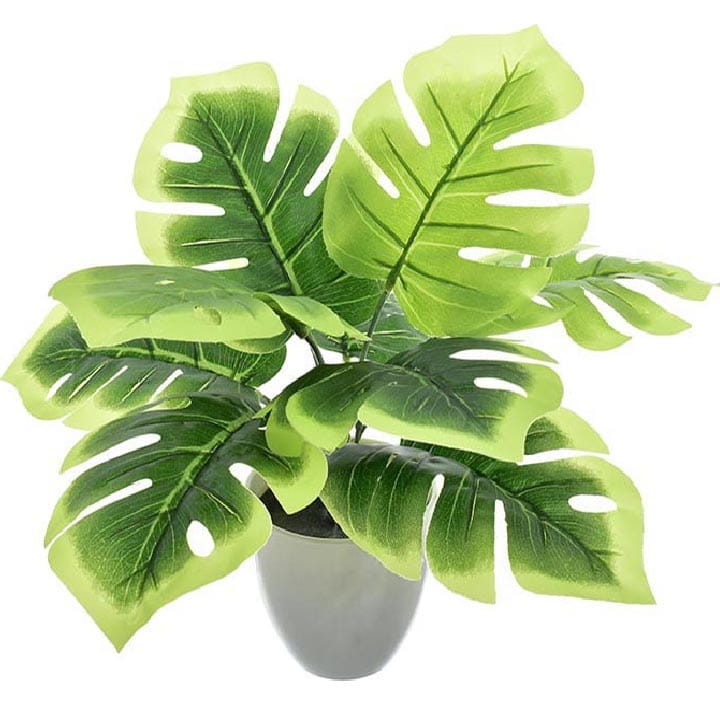 MONSTERA W DONICZCE 30 CM