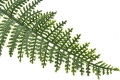 _DSC9185.JPG