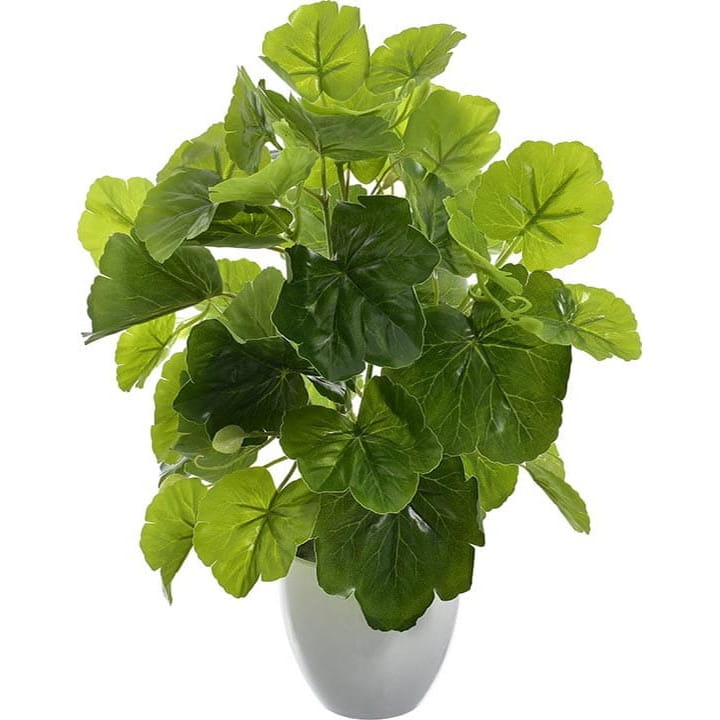 KOMPOZCYJA BEGONIA ROŚLINA KWIAT 35 CM