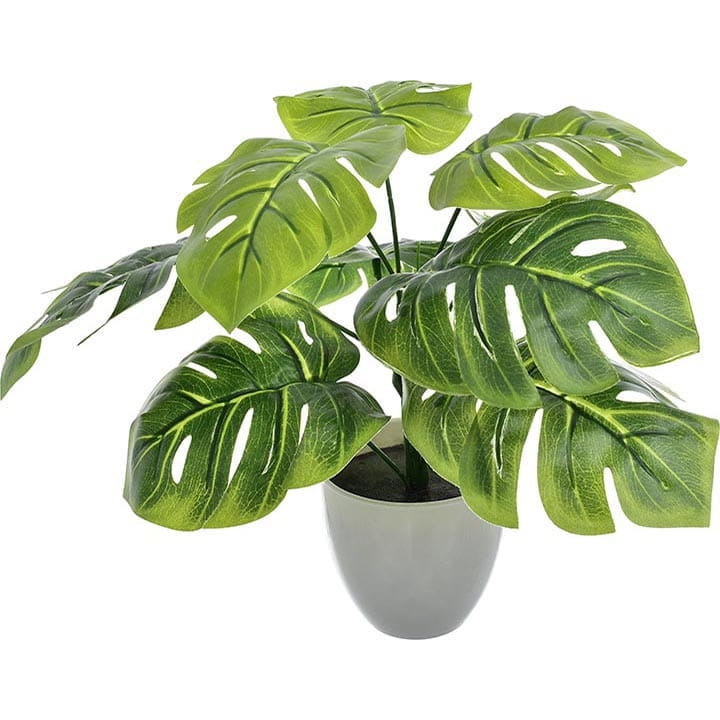 MONSTERA DZIURAWA KOMPOZYCJA GAŁĄZKA