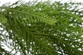 _DSC1655aaaa.JPG