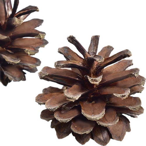 _DSC6498 - Kopia.JPG