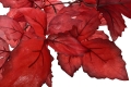 _DSC2272.JPG