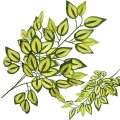 _DSC1914 - Kopia.JPG