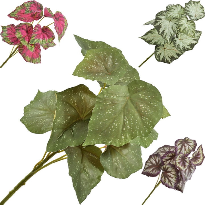 BEGONIA BUKIET KWIATÓW LIŚCIE