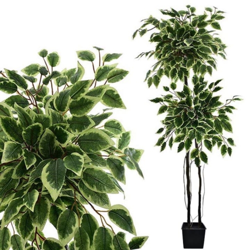 _DSC6810b - Kopia.JPG