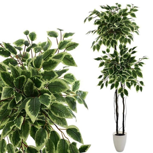 _DSC6810b - Kopia.JPG