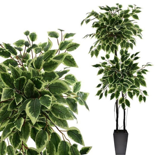 _DSC6810b - Kopia.JPG