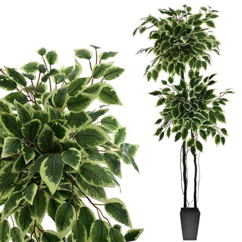 _DSC6810b - Kopia.JPG